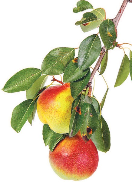Яблони и груши. Секреты урожая от Октябрины Ганичкиной