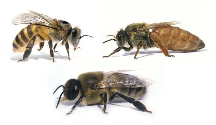 Пчеловодство. Первые шаги к прибыльному хозяйству