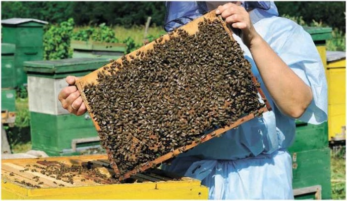Пчеловодство. Первые шаги к прибыльному хозяйству