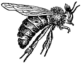 Азбука пчеловода. Руководство по разведению пчел на приусадебном участке