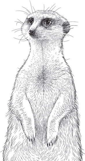 Беспризорная кошка (сборник). С вопросами и ответами для почемучек
