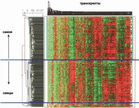 Эректус бродит между нами. Покорение белой расы