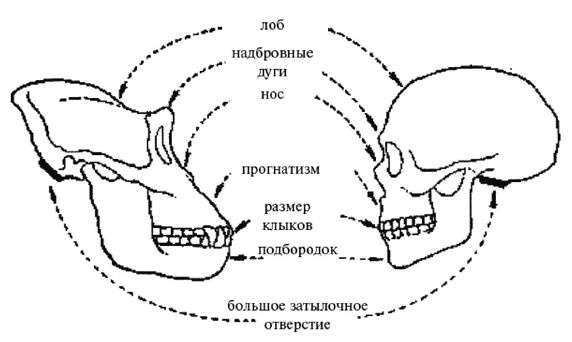 Эректус бродит между нами. Покорение белой расы