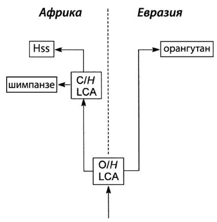 Эректус бродит между нами. Покорение белой расы