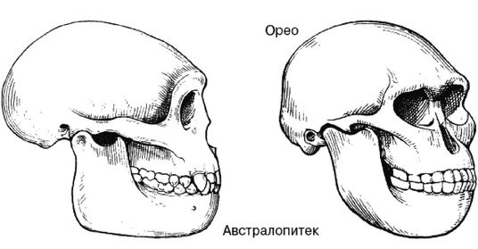 Эректус бродит между нами. Покорение белой расы