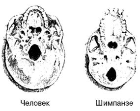 Эректус бродит между нами. Покорение белой расы