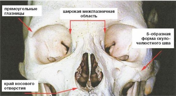 Эректус бродит между нами. Покорение белой расы