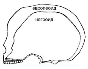 Эректус бродит между нами. Покорение белой расы