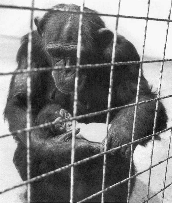 Политика у шимпанзе. Власть и секс у приматов