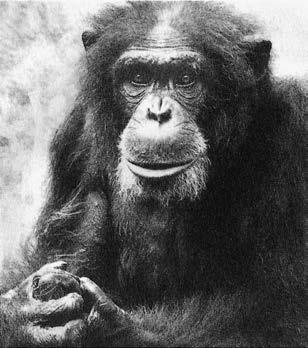 Политика у шимпанзе. Власть и секс у приматов