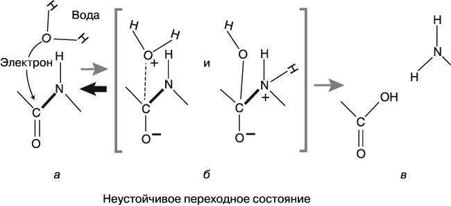 Жизнь на грани. Ваша первая книга о квантовой биологии