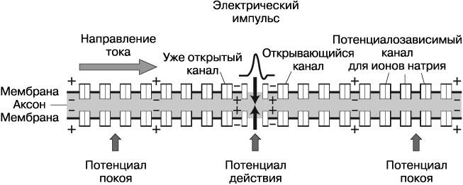 Жизнь на грани. Ваша первая книга о квантовой биологии