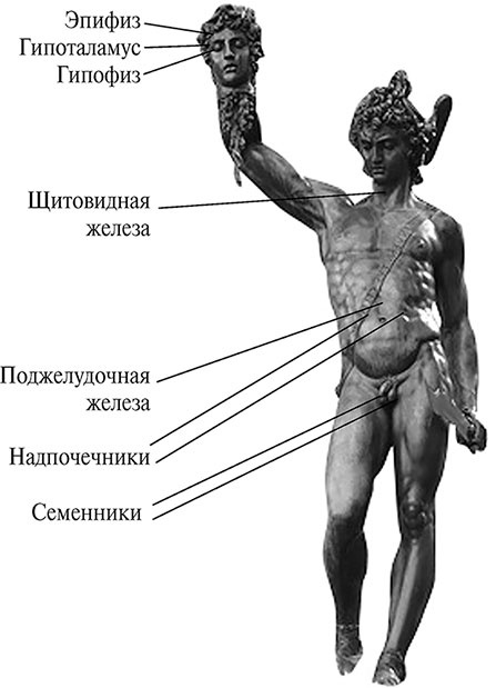 Стой, кто ведет? Биология поведения человека и других зверей