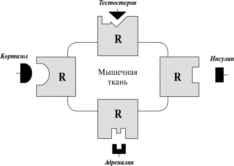 Стой, кто ведет? Биология поведения человека и других зверей