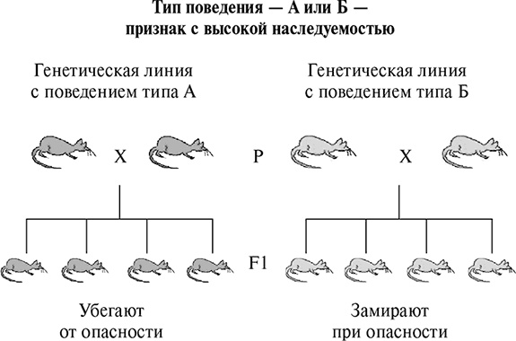 Стой, кто ведет? Биология поведения человека и других зверей