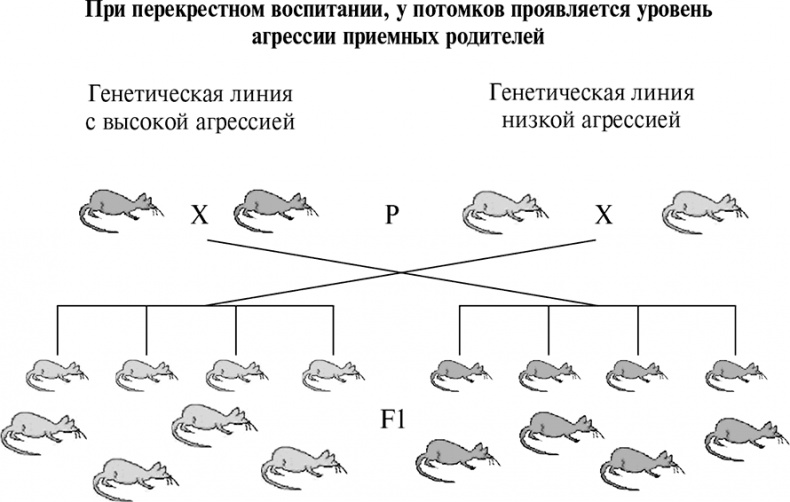 Стой, кто ведет? Биология поведения человека и других зверей