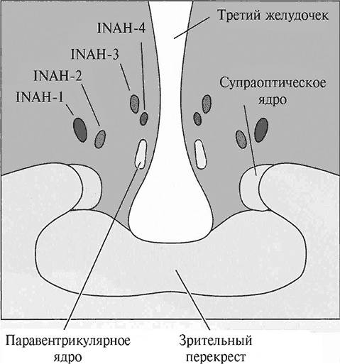 Стой, кто ведет? Биология поведения человека и других зверей