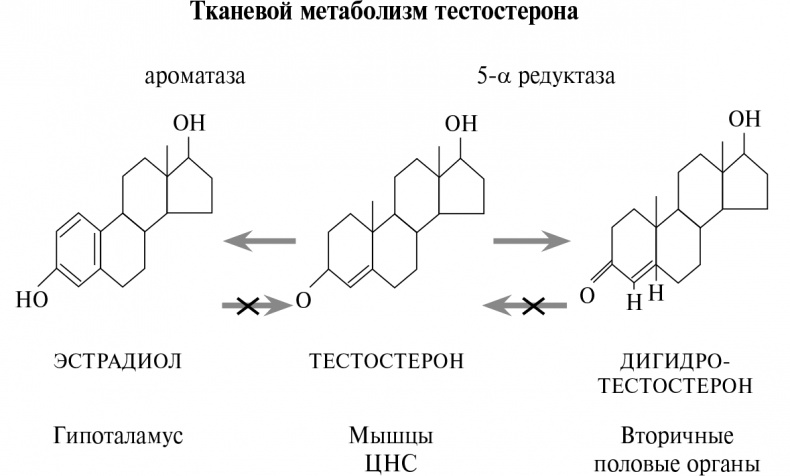 Стой, кто ведет? Биология поведения человека и других зверей