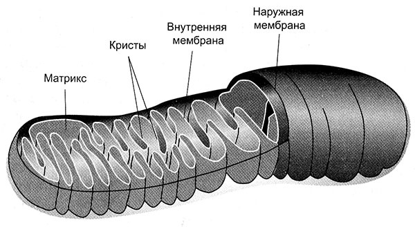 Энергия, секс, самоубийство. Митохондрии и смысл жизни