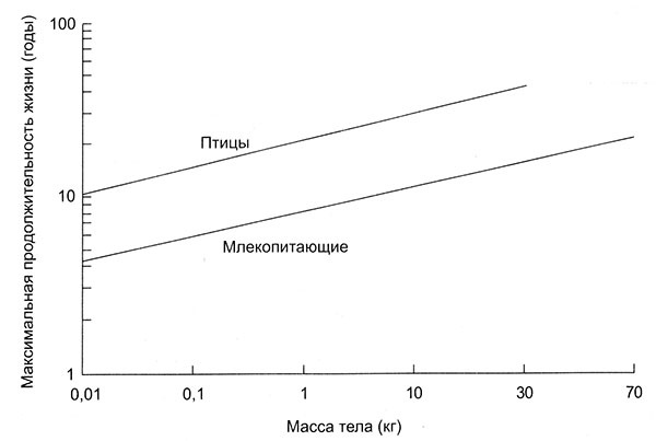 Энергия, секс, самоубийство. Митохондрии и смысл жизни