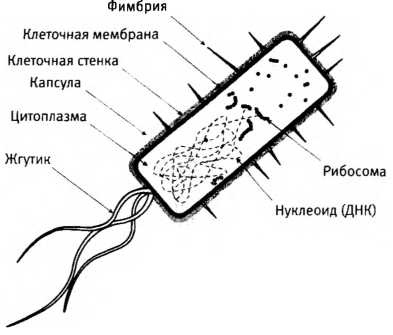 Лестница жизни. Десять великих изобретений эволюции