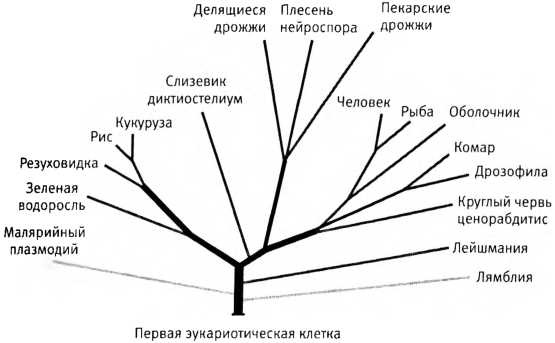 Лестница жизни. Десять великих изобретений эволюции