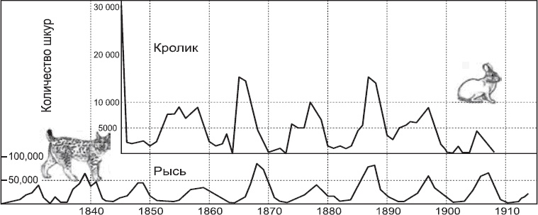 Закон "джунглей". В поисках формулы жизни