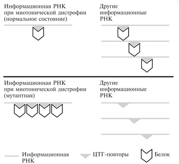 Мусорная ДНК. Путешествие в темную материю генома