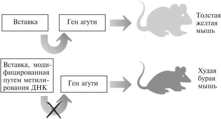 Мусорная ДНК. Путешествие в темную материю генома