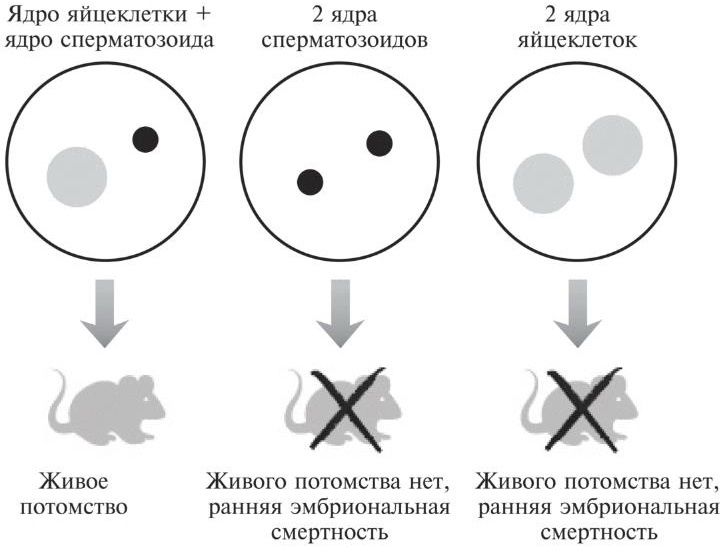 Мусорная ДНК. Путешествие в темную материю генома