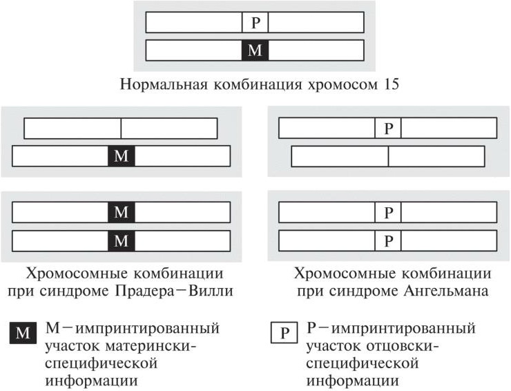 Мусорная ДНК. Путешествие в темную материю генома