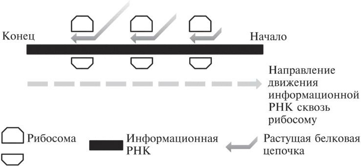 Мусорная ДНК. Путешествие в темную материю генома