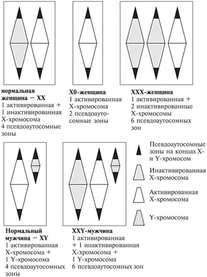 Мусорная ДНК. Путешествие в темную материю генома