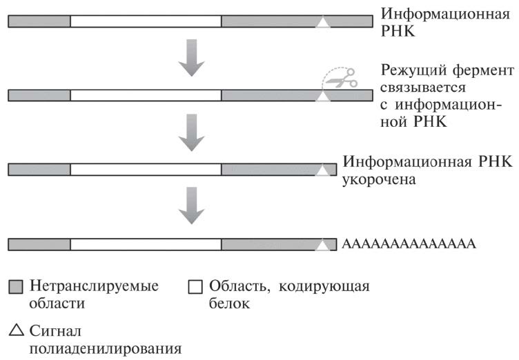 Мусорная ДНК. Путешествие в темную материю генома