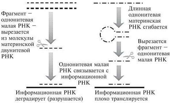 Мусорная ДНК. Путешествие в темную материю генома