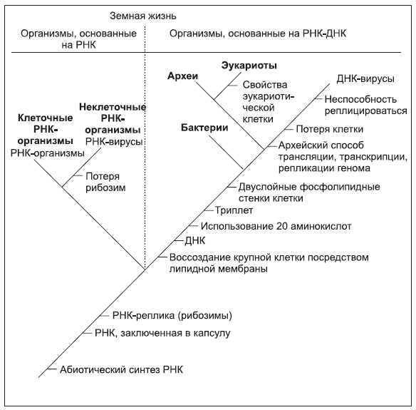 Новая история происхождения жизни на Земле