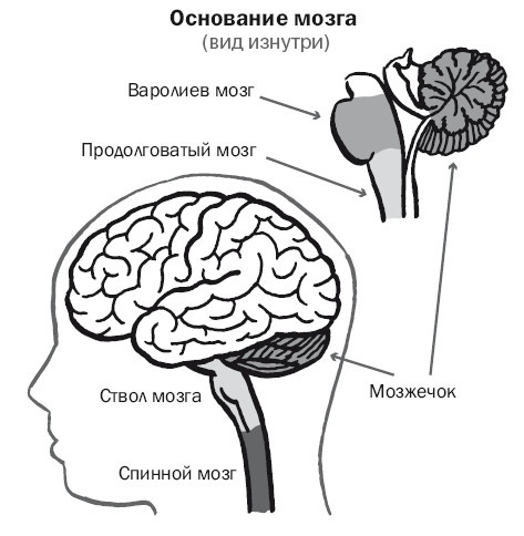 Дуэль нейрохирургов. Как открывали тайны мозга, и почему смерть одного короля смогла перевернуть науку