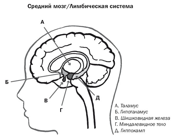 Дуэль нейрохирургов. Как открывали тайны мозга, и почему смерть одного короля смогла перевернуть науку