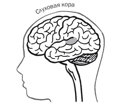 Дуэль нейрохирургов. Как открывали тайны мозга, и почему смерть одного короля смогла перевернуть науку