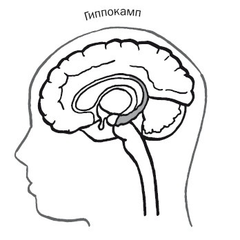 Дуэль нейрохирургов. Как открывали тайны мозга, и почему смерть одного короля смогла перевернуть науку