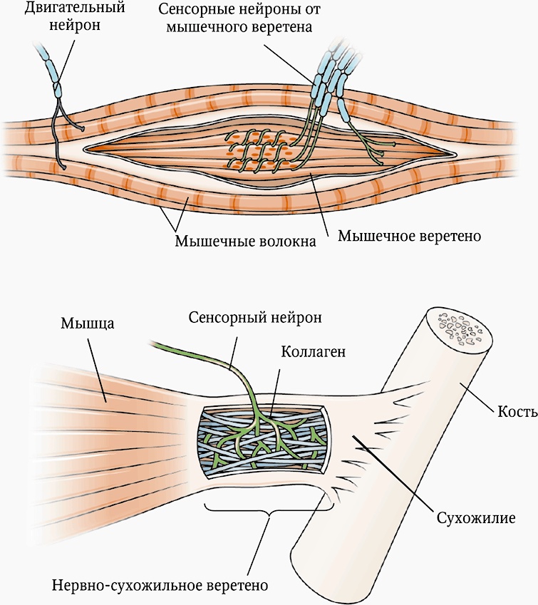 Мозг. Ваша личная история