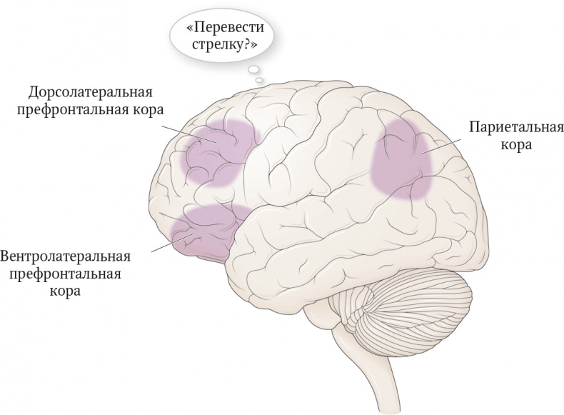 Мозг. Ваша личная история