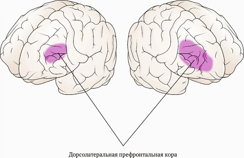 Мозг. Ваша личная история