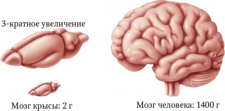 Мозг. Ваша личная история