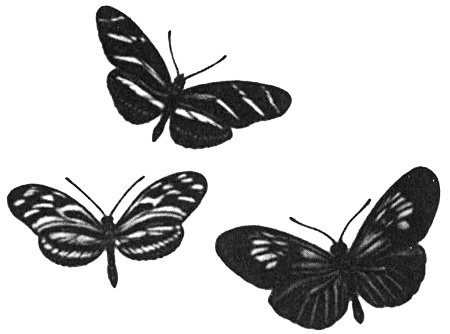 Роман с бабочками. Как человек влюбился в насекомое