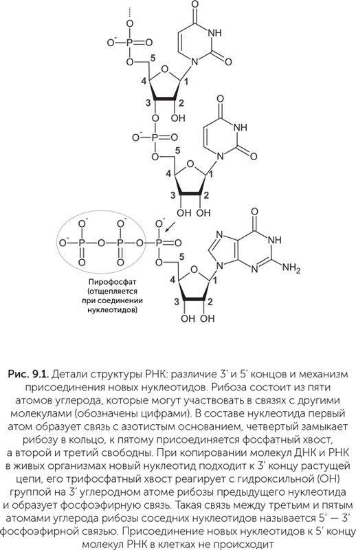 Происхождение жизни. От туманности до клетки