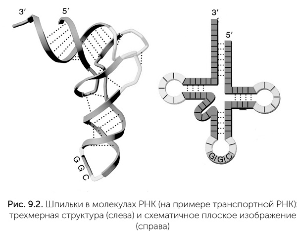 Происхождение жизни. От туманности до клетки