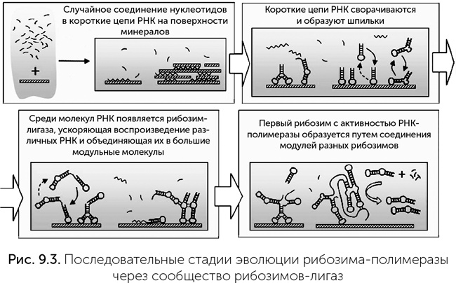 Происхождение жизни. От туманности до клетки