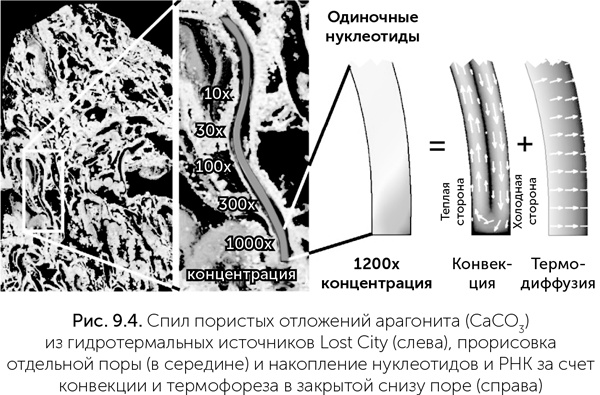 Происхождение жизни. От туманности до клетки