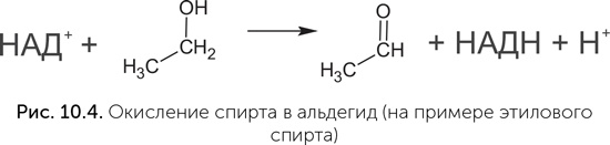 Происхождение жизни. От туманности до клетки